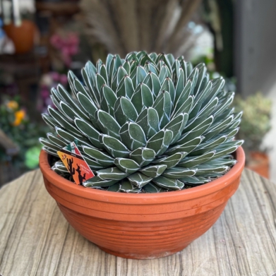 Agave victoriae-reginae